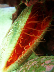 red scallop