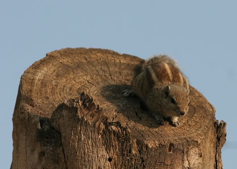 squirrel on chopped tree-trunk