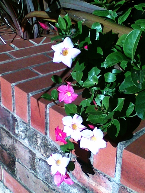 flowers near my home