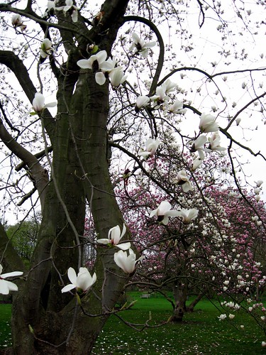 magnolia veitchii alba3