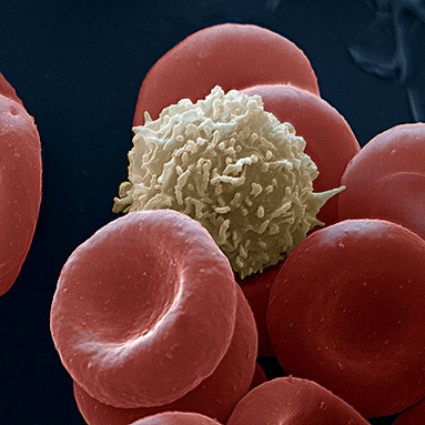 blood cells 2