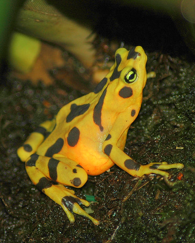 Panamanian Golden Frog