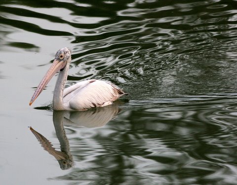 spot-billed pelican lake lalbagh 091207