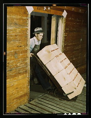 Loading oranges into refrigerator car at a co-...