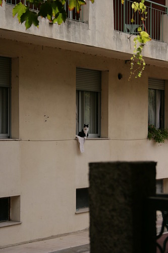 遠遠看到一隻窗台上的貓