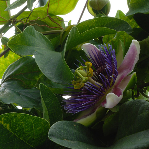Passiflora x belotii aka "Empress Eugenie"