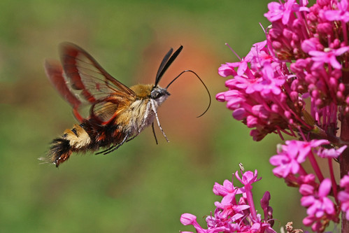 Broad-bordered Bee Hawkmoth by nutmeg66