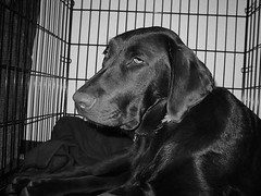 Dakota: Chocolate Lab Resting in Dog Crate