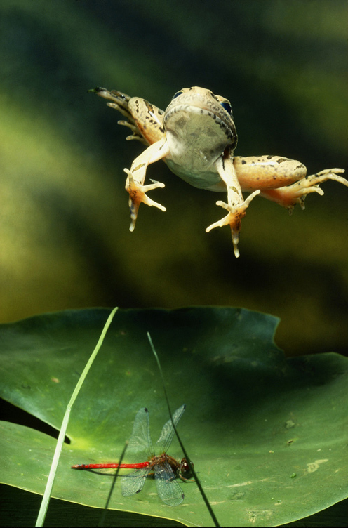 Frog Leaping