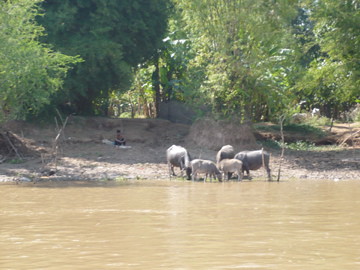 Boat to Cambodia buffalos