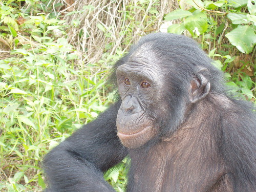 Bonobo at Lola ya Bonobo