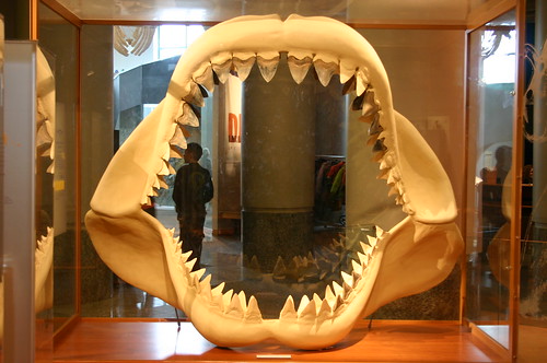 shark teeth images. Great White Shark Teeth