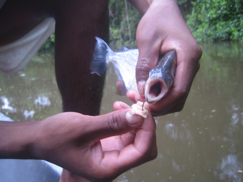 Piraña catch and release