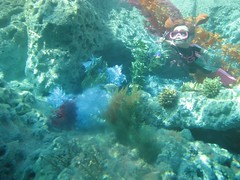We found Darla under the water. (09/30/07)