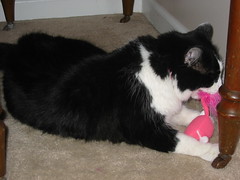 Josie getting the pink mouse
