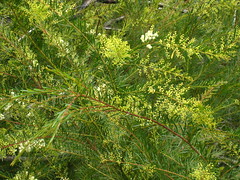 Acacia linifolia IMG_7982