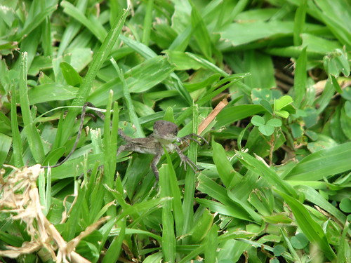 Lizard on grass