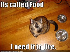 funny-pictures-cat-empty-food-bowls