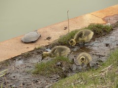 Goslings and Turtle
