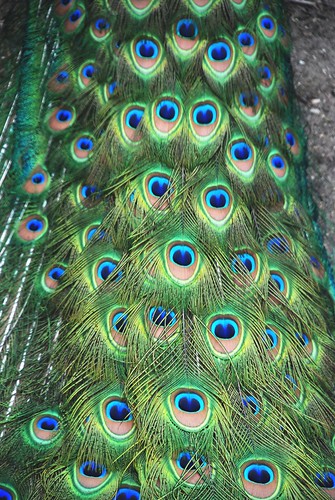 Peacock feathers, walking away