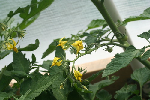 Tomato Flowers in my greenhouse