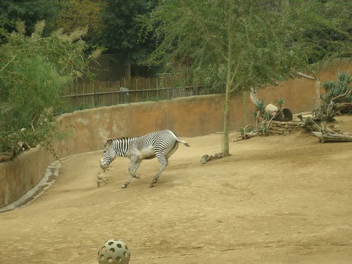 Zebra.  Moving.