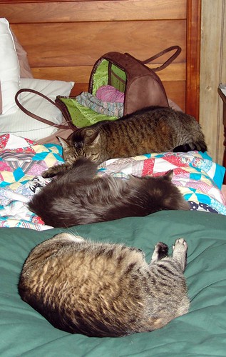 Three Little Kitties