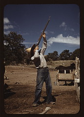 Mr. Leatherman, homesteader, shooting hawks wh...