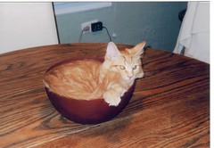 jasper in a bowl