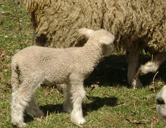 bandit's lamb 004