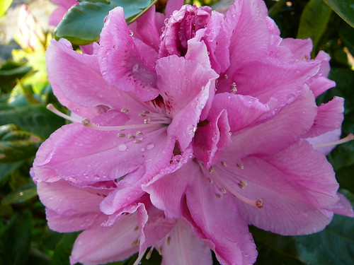 Rhododendron 2008 (03)