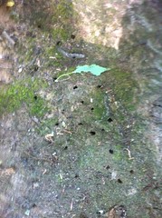  Cicada Holes 