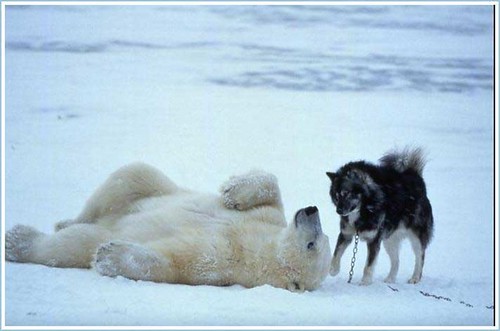 Polar Bear and Husky 6