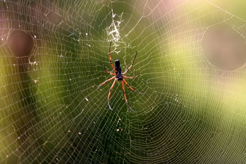 Giant Wood Spider Ramnagaram 021207