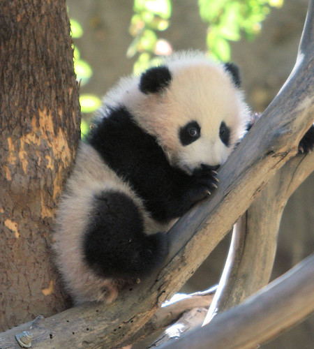 Images Of Baby Pandas. Baby panda Zhen Zhen makes her