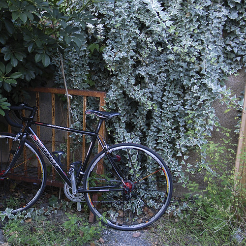ivy and bicycle