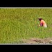 Rice Field In DaMei Shan