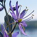 Purple Wildflower open