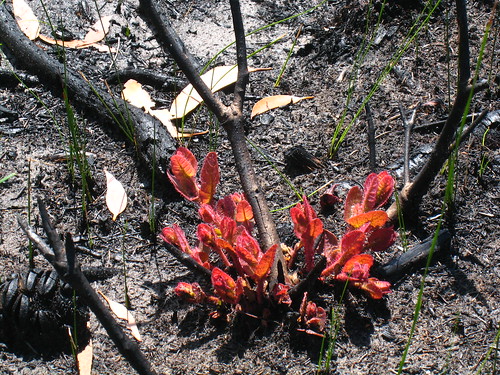 Angophora hispida new growth IMG_5611