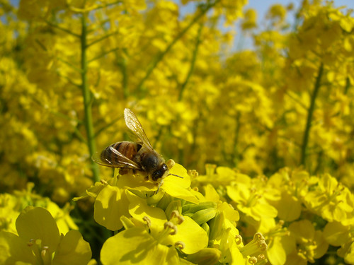 菜の花とミツバチ2　Rape blossoms and honeybee