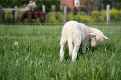 Katahdin lamb