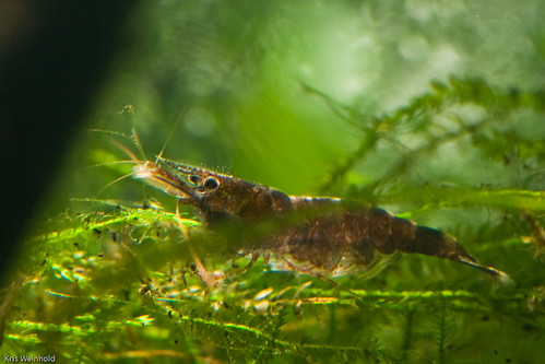 Six Banded Black Bee Shrimp From Sulawesi
