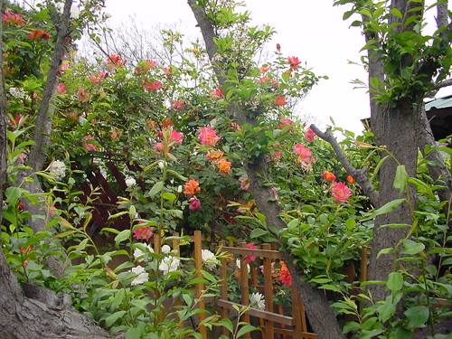 old plum tree; climbing Don Juan roses