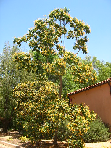 Hymenosporum flavum Pittosporaceae