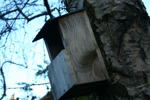 Nesting Box on Birch Tree
