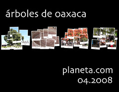 oaxaca trees (árboles de oaxaca)