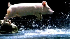 piggy splash