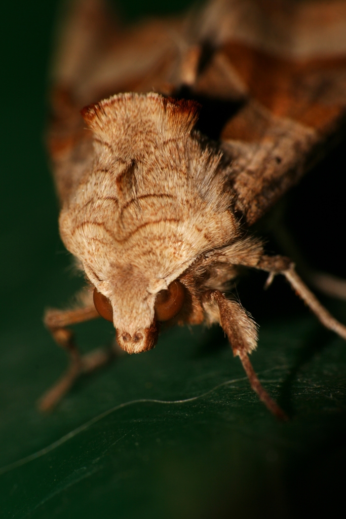 moth-2