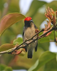 Scarlet backed flowerpecker (Dicaeum cruentatum)