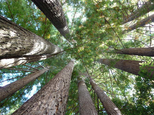 2. Looking up an (adolescent) redwood cathedral grove (non-zoom) (photographer: Michael McNeil)